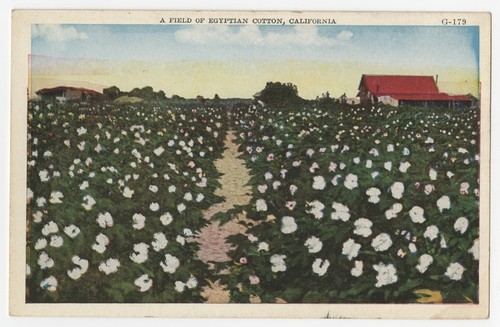 A field of Egyptian cotton, California