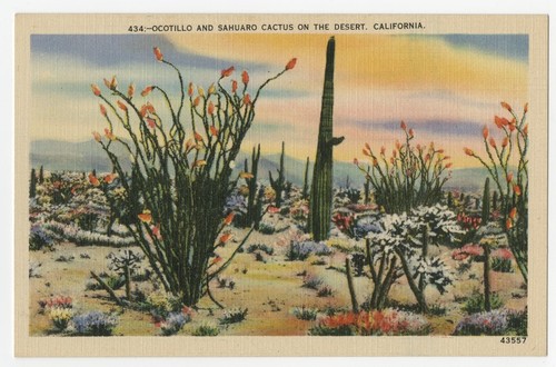 Ocotillo and sahuaro cactus on the desert, California