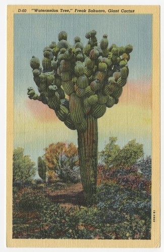 "Watermelon tree," freak sahuaro, giant cactus