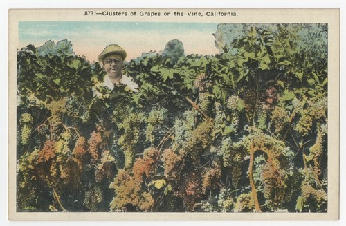 Clusters of grapes on the vine, California