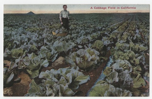 A cabbage field in California