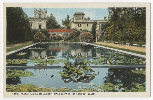 Water lilies in lagoon, Balboa Park, San Diego, Calif