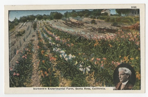 Burbank's experimental farm, Santa Rosas, California