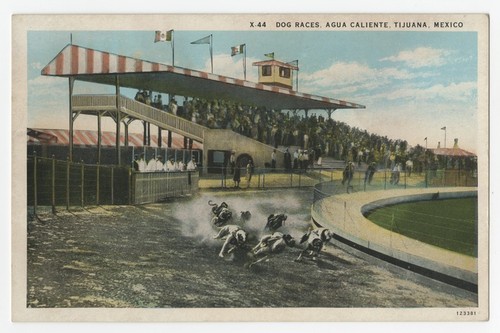 Dog races, Agua Caliente, Tijuana, Mexico