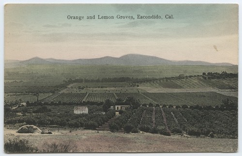 Orange and lemon groves, Escondido