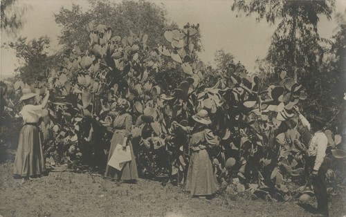 Women and man near prickly pear cactus, Lakeside, California