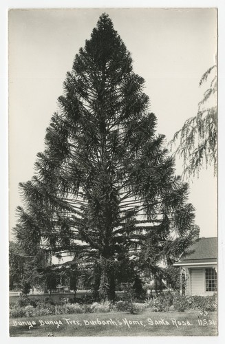 Bunya Bunya tree, Burbank's Home, Santa Rosa