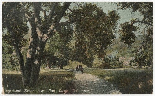 Woodland scene, near San Diego. Cal