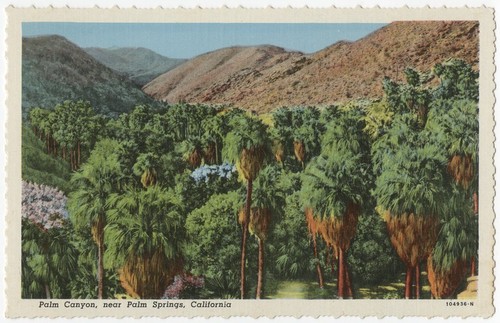 Palm Canyon, near Palm Springs, California