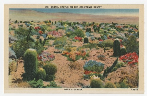 Barrel cactus on the California desert