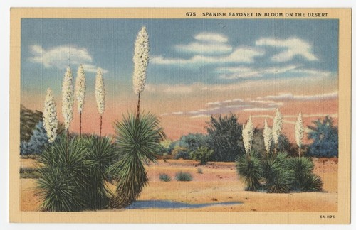 Spanish bayonet in bloom on the desert