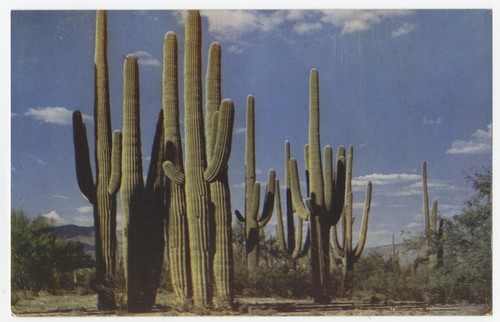 Family group of saguaros