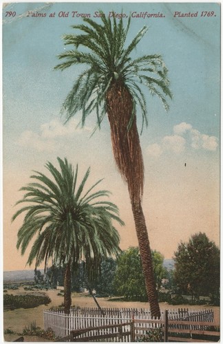 Palms at Old Town San Diego, California. Planted 1769