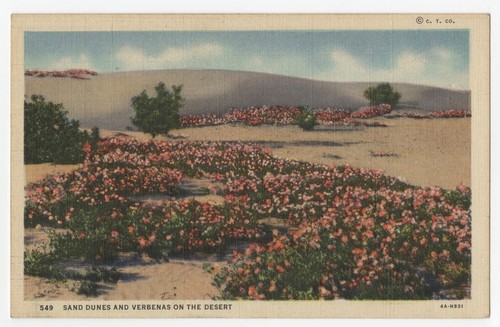 Sand dunes and verbenas on the desert