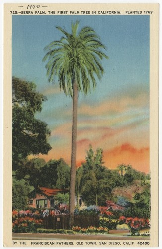 Serra palm, the first palm tree in California