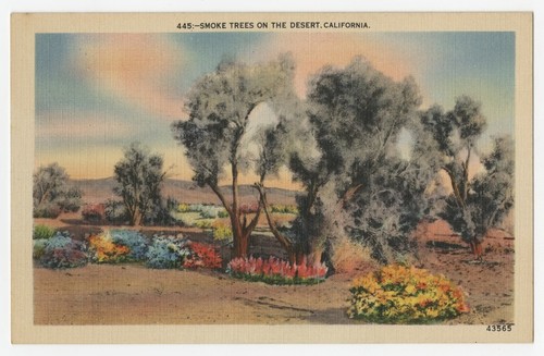 Smoke trees on the desert, California