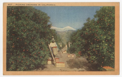 Picking oranges in California