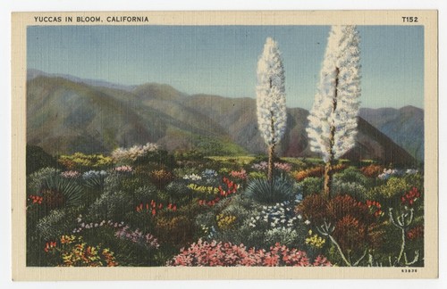 Yuccas in bloom, California