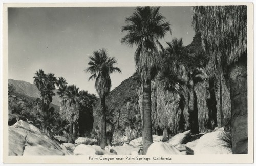 Palm Canyon near Palm Springs, California