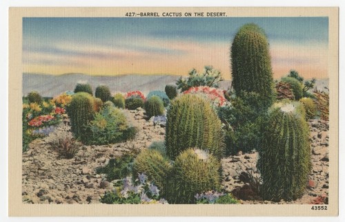 Barrel cactus on the desert