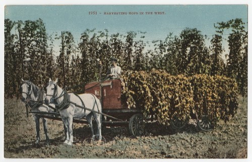 Harvesting hops in the West