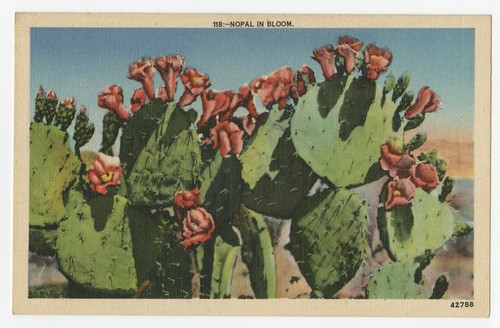 Nopal in bloom