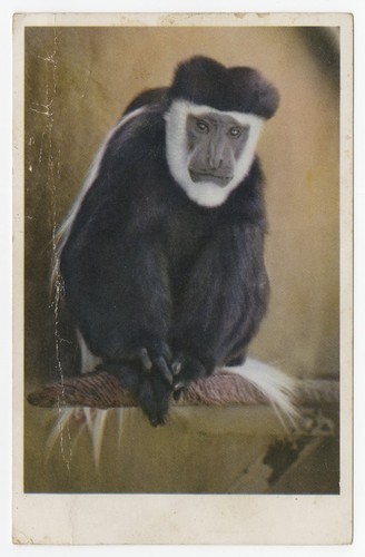 Animal color series from the San Diego Zoo. Colobus - Monkey, Africa. Chief source of monkey fur