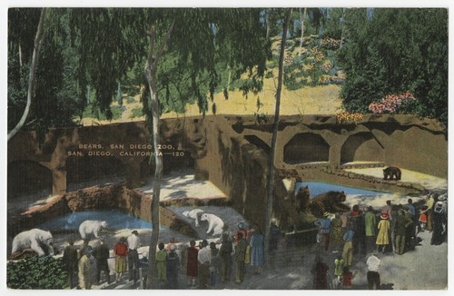 Bears, San Diego Zoo, San Diego, California