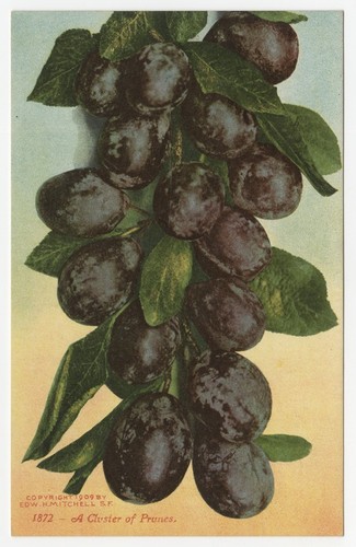 A cluster of prunes