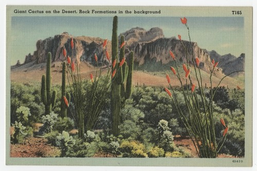 Giant cactus on the desert, rock formations in the background