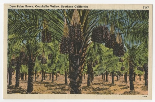 Date palm grove, Coachella Valley, Southern California