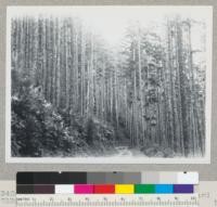 Douglas fir region. Looking back toward #7339. Alsea River, Oregon. Sept. 10, 1945. E. F