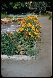 Escholtzia californica (California poppy) blooming in a flower bed in the Luther Burbank Home & Gardens, Santa Rosa, California, 1959