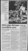Wild pigs damage Corralitos yard
