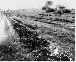 Luther Burbank's Gold Ridge Experiment Farm in Sebastopol with rows of plants in foreground and the original cottage, prior to 1906