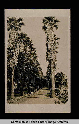 Path through the palm trees in Palisades Park, Santa Monica, Calif