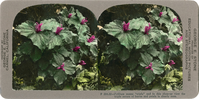 Trillium means "triple" and in this close-up view the triple nature of leaves and petals is clearly seen, D 584.32