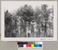 Pruned and thinned Christmas tree plot near Shelton, Washington. Douglas Fir Christmas Tree Company. Sept. 1952. Metcalf