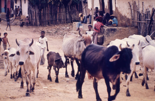 Cattle herd passing through town, San Basilio de Palenque, 1976