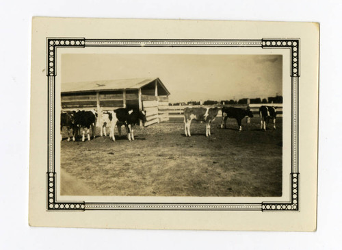 Cattle shed on Terminal Island