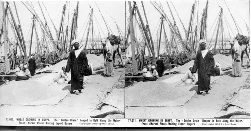 Inscribed in recto: 17,011. WHEAT GROWING IN EGYPT. The ‘Golden Grain’ Heaped in Bulk Along the Water-Front (Market Place) Waiting Export Buyers. Copyright 1912 by Geo. Rose