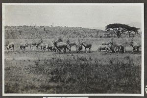 Antelopes, Tanzania