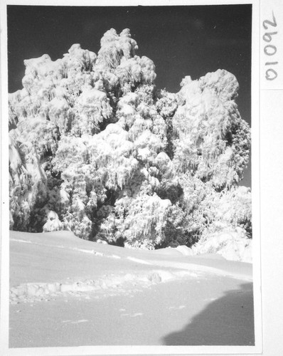 Snow-covered trees, Mount Wilson Observatory