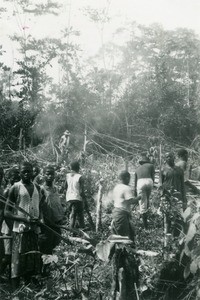 Plantation, in Oyem, Gabon