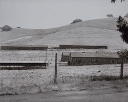 Chicken ranch near Petaluma, California, 1930s