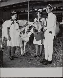 Exhibitors feeding Holstein at the Sonoma-Marin Fair, Petaluma, California, about 1965