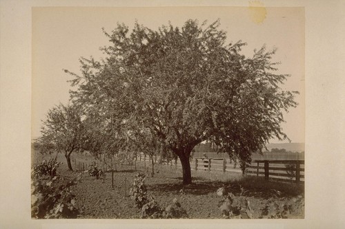 An Almond Tree, Sonoma Valley