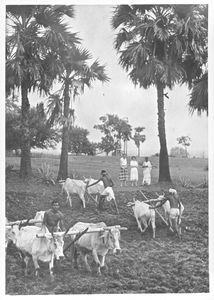 Nordindien, West Bengal. Landbrug i Narainpur - der pløjes i begyndelsen af regntiden