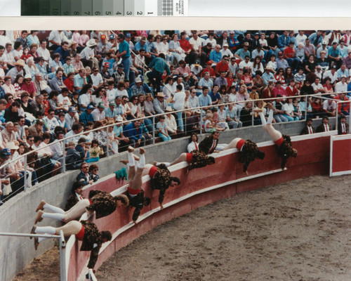 The forcados roll into the bloodless bullfight ring near Crows Landing, California, April 30, 1989