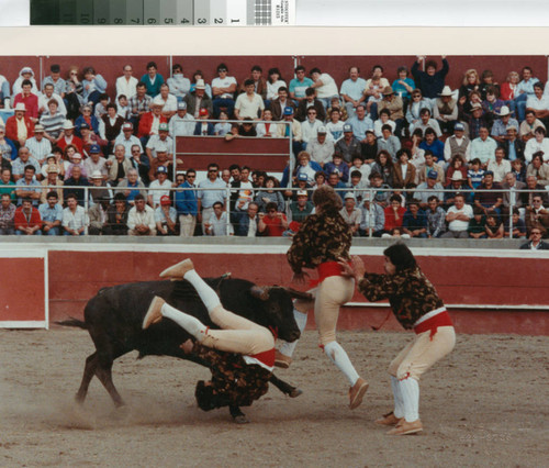 Three men and a fighting-bull in a bloodless bullfight near Crows Landing, California, April 30, 1989